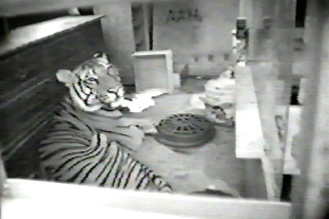 Ming the tiger in a 2003 NYPD video.