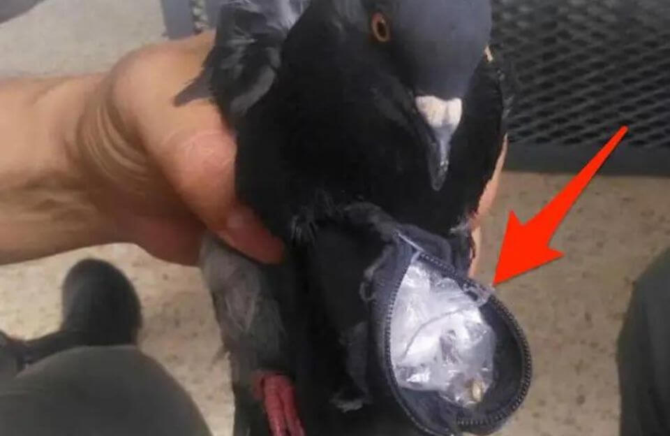 A pigeon carrying marijuana and cocaine was apprehended outside a prison in Costa Rica