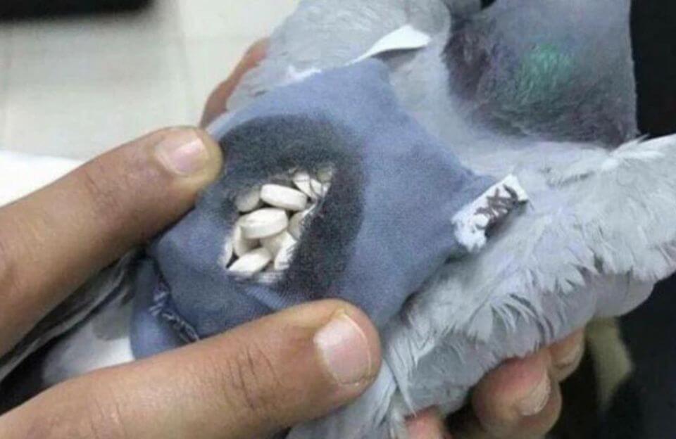 A pigeon caught smuggling drugs at the Kuwait border. (Al-Rai)